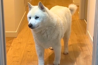 風邪を引いて寝込む男性→『16歳のおばあちゃん犬』が見に来て…人間顔負けな『愛を感じる光景』が41万再生「わかってる」「健気で愛おしい」