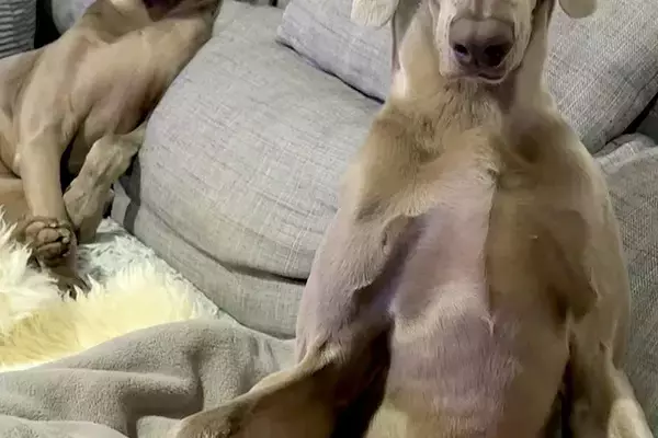 『私はおっさんを育てているのか…？』ソファにいる犬たちを撮影→ワンコとは思えない『姿勢』に6万いいね「偉い人で草」「渋い声出しそうｗ」