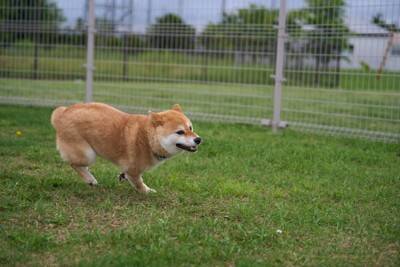 ドッグランで迷惑だと思われる飼い主の特徴4つ　他の利用者を不快にさせるNG行為とは？