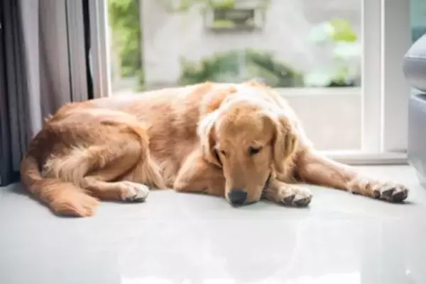 犬が『ネガティブな感情』になっているサイン6選　不安な気持ちのワンコがみせる行動とは？