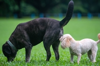 犬が飼い主の『おしりのニオイを嗅ぐ』理由4選　どんな意味があるの？やめてほしい場合の対処法まで