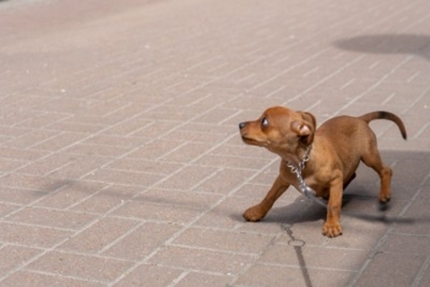 犬が突然『フリーズする』ときの心理4つ　固まって動かなくなるワケや注意すべき状況まで