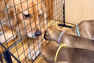 『山で生まれた5匹の子犬』を預かった結果→家にいる犬たちと会わせてみたら…予想外だった『尊い光景』が145万再生「優しすぎて泣く」「母性」