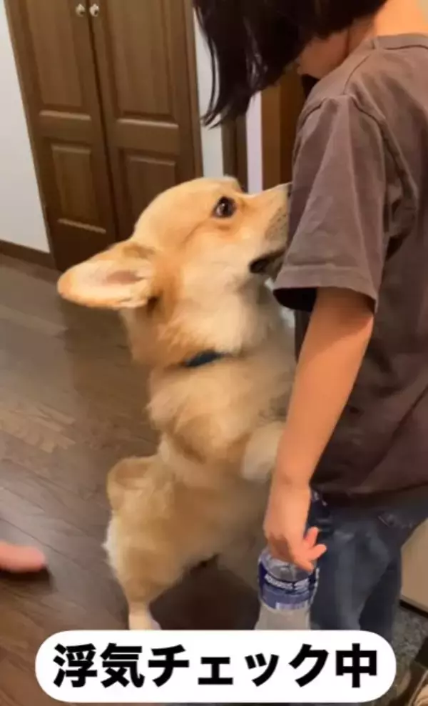 女の子が『よその犬』と遊んで帰宅したら、愛犬が…想像以上の『浮気チェック』が必死すぎると255万再生「目ガン開きで草」「結構厳しいｗ」