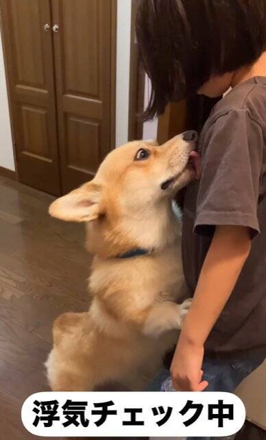 女の子が『よその犬』と遊んで帰宅したら、愛犬が…想像以上の『浮気チェック』が必死すぎると255万再生「目ガン開きで草」「結構厳しいｗ」