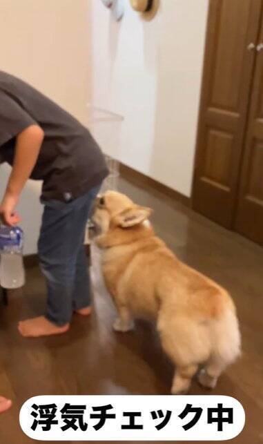 女の子が『よその犬』と遊んで帰宅したら、愛犬が…想像以上の『浮気チェック』が必死すぎると255万再生「目ガン開きで草」「結構厳しいｗ」