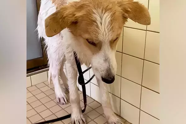 命の期限が迫った『元野犬』を保護して初日、人に怯えてしまい…1年8ヶ月後の『嘘のような光景と軌跡』に涙「優しい子」「賢い」と206万再生