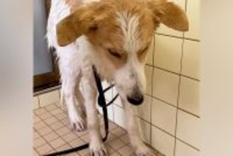 命の期限が迫った『元野犬』を保護して初日、人に怯えてしまい…1年8ヶ月後の『嘘のような光景と軌跡』に涙「優しい子」「賢い」と206万再生