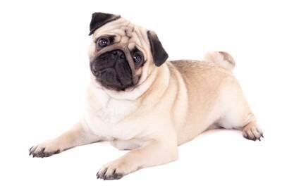 『病気にかかりやすい犬種』５選　主な理由や日頃からできる予防法まで解説