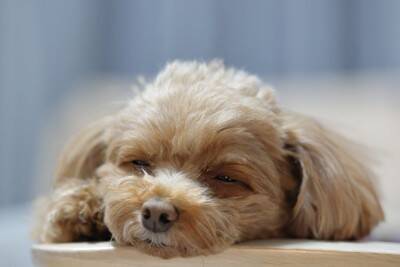 犬が『熟睡』できているか判断する方法５選　注意すべき愛犬の寝方まで解説