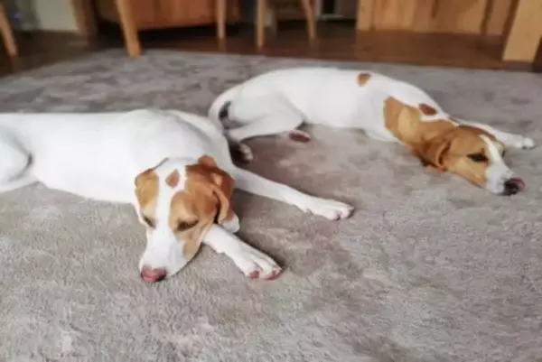 犬が飼い主の前で『寝たフリ』をする理由4つ　考えられる愛犬の本音や注意点まで