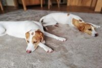 犬が飼い主の前で『寝たフリ』をする理由4つ　考えられる愛犬の本音や注意点まで