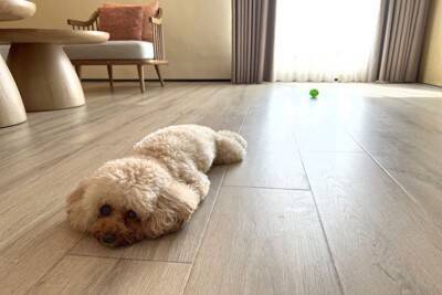 犬が飼い主の前で『寝たフリ』をする理由4つ　考えられる愛犬の本音や注意点まで