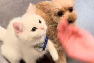 犬に『お手』と指示した結果、隣にいた猫が…影響を受け過ぎている『まさかの行動』が49万再生「可愛すぎて泣いた」「癒しをありがとう」と絶賛