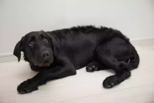 犬が人を怖いと思っているときにみせるサイン7選　恐怖を感じているときの行動や適切な対応まで