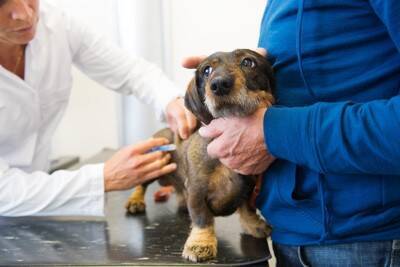 犬が人を怖いと思っているときにみせるサイン7選　恐怖を感じているときの行動や適切な対応まで