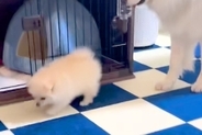 小さな子犬のことが心配でたまらない大型犬→いつも『大丈夫かな』と後ろをついて行き…『親子のような光景』に反響「サイズ感が最高」「優しい」