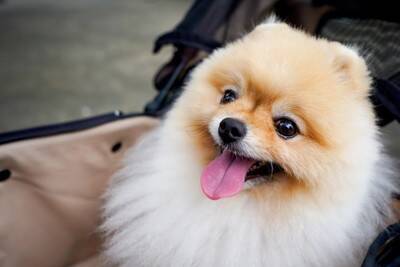 犬との暮らしで『大変なこと・幸せなこと』とは？ワンコを迎える前に知っておくべき現実まで
