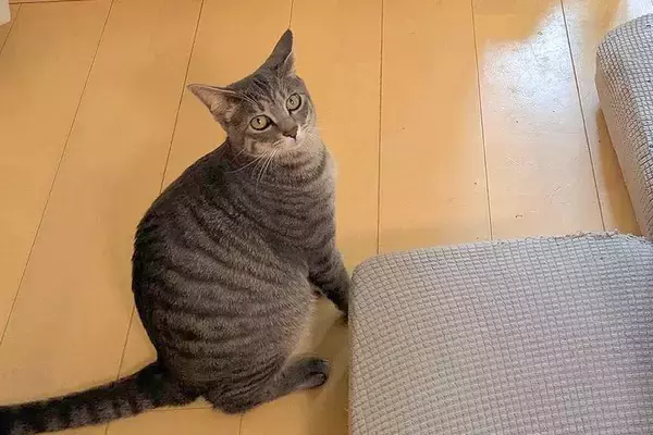 『にゃーん』と猫に呼ばれたので、ついて行った結果→犬が閉じこめられていて…まさかの光景に5万いいね「現行犯逮捕ｗ」「助けて…って顔で草」