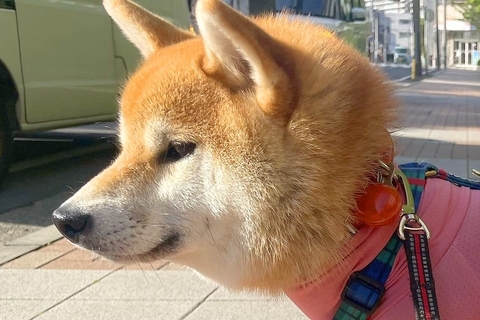サイズ確認して買った『犬の洋服』を着せた結果→イメージと違って…想像以上に『ピチピチな光景』に7万いいね「盛大にむせた」「エアロビｗ」