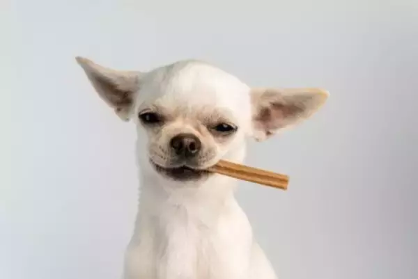 犬の『歯』が折れてしまったら…やってはいけないNG行為や治療法まで
