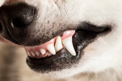 犬の『歯』が折れてしまったら…やってはいけないNG行為や治療法まで