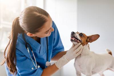 犬の『歯』が折れてしまったら…やってはいけないNG行為や治療法まで