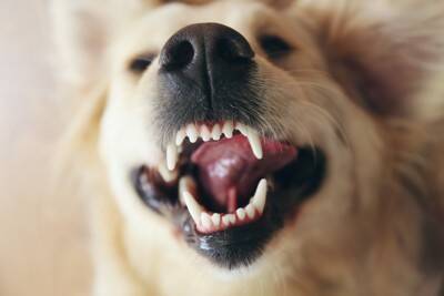 犬の『歯』が折れてしまったら…やってはいけないNG行為や治療法まで