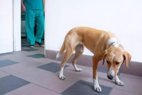 犬を『不安にさせる』飼い主の行動6選　愛犬を安心させるために意識すべきことまで