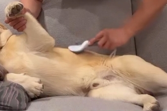 『大型犬』を飼い始めて1ヶ月→『そろそろ慣れてきたころ』と思ったら…衝撃的な『態度』が14万再生「可愛すぎる」「家の主感ハンパないｗｗ」