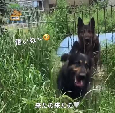 警察から1本の電話…飼い主の安否不明で『置き去りにされた犬』のレスキューが43万再生　感動的な展開に「おじいちゃんも安心してる」の声