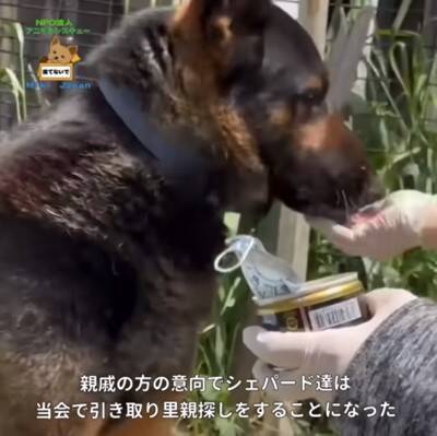 警察から1本の電話…飼い主の安否不明で『置き去りにされた犬』のレスキューが43万再生　感動的な展開に「おじいちゃんも安心してる」の声