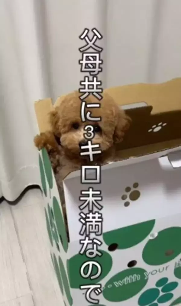 『両親も小さいので体重３キロ程度になる』と言われて飼った犬…想定とは違った『まさかの現在』が43万再生「我が家も同じｗ」「幸せな証拠」