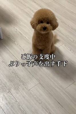 『両親も小さいので体重３キロ程度になる』と言われて飼った犬…想定とは違った『まさかの現在』が43万再生「我が家も同じｗ」「幸せな証拠」