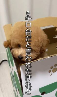 『両親も小さいので体重３キロ程度になる』と言われて飼った犬…想定とは違った『まさかの現在』が43万再生「我が家も同じｗ」「幸せな証拠」