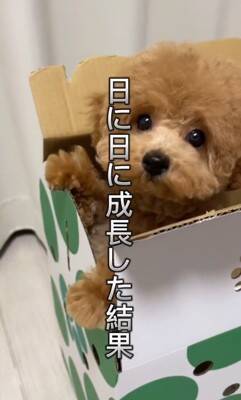 『両親も小さいので体重３キロ程度になる』と言われて飼った犬…想定とは違った『まさかの現在』が43万再生「我が家も同じｗ」「幸せな証拠」