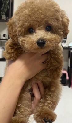 『両親も小さいので体重３キロ程度になる』と言われて飼った犬…想定とは違った『まさかの現在』が43万再生「我が家も同じｗ」「幸せな証拠」