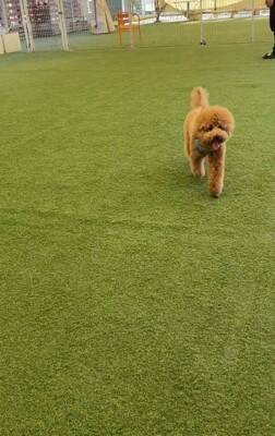 『両親も小さいので体重３キロ程度になる』と言われて飼った犬…想定とは違った『まさかの現在』が43万再生「我が家も同じｗ」「幸せな証拠」