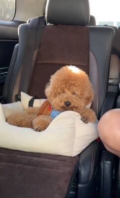 『両親も小さいので体重３キロ程度になる』と言われて飼った犬…想定とは違った『まさかの現在』が43万再生「我が家も同じｗ」「幸せな証拠」