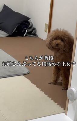 『両親も小さいので体重３キロ程度になる』と言われて飼った犬…想定とは違った『まさかの現在』が43万再生「我が家も同じｗ」「幸せな証拠」