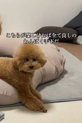 『両親も小さいので体重３キロ程度になる』と言われて飼った犬…想定とは違った『まさかの現在』が43万再生「我が家も同じｗ」「幸せな証拠」