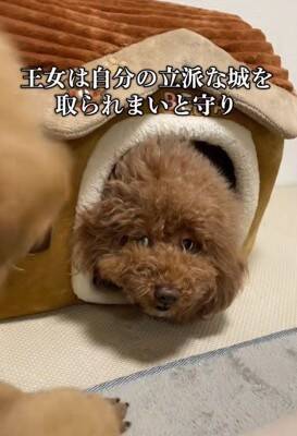 『両親も小さいので体重３キロ程度になる』と言われて飼った犬…想定とは違った『まさかの現在』が43万再生「我が家も同じｗ」「幸せな証拠」