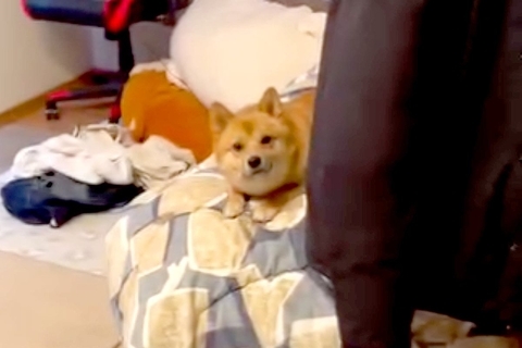 部屋に入ったら『誰だ…？』と警戒する犬→飼い主だと気づいた瞬間の『リアクション』が296万再生「どちら様感ｗ」「温度差あって草」と爆笑