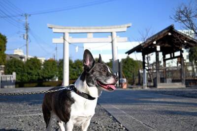 愛犬と『初詣』必ず知っておくべき4つのマナー　トラブルに対する備えや注意点まで解説