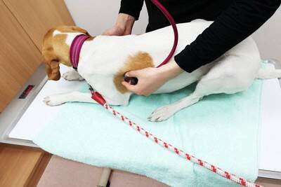 【獣医師執筆】犬の脾臓腫瘍とは？症状や検査・治療法を徹底解説