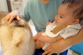シベリアンハスキーのおしりが『赤ちゃんにぶつかってしまった』結果→ずっと見ていたい『尊い反応』が7万再生「微笑ましい」「ほのぼの」