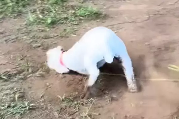 『嫌ァァアア！』真っ白な犬を散歩に連れて行った結果→思わず絶叫したくなる『まさかの悲劇』が68万再生「素晴らしい変身」「イリュージョン」