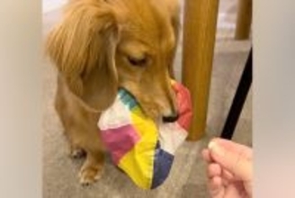 『紙風船』を絶対に渡したくない小型犬→おやつを交換条件に差し出してみたら…まさかの『ずる賢すぎる対策』に反響「思った以上に賢いｗ」