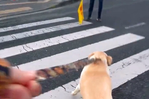 信号待ちで『交通整理のおじさん』を見つけた大型犬→まさかの行動と『素敵すぎる対応』が48万再生「嬉しさ爆発してる」「尻尾ちぎれそうｗ」