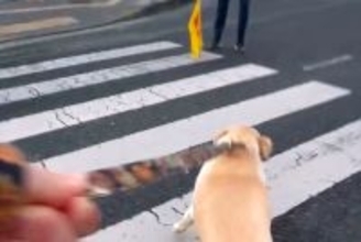 信号待ちで『交通整理のおじさん』を見つけた大型犬→まさかの行動と『素敵すぎる対応』が48万再生「嬉しさ爆発してる」「尻尾ちぎれそうｗ」